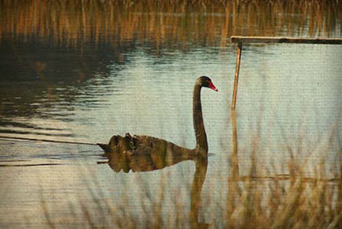 Waterfowl and Wetland Consultants